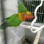 للبيع جوز روز وجوز فشر