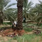 توريد وتصدير جميع انواع انخيل