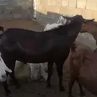 فحل أدهم أدبس أجم صنف الصنف( تم البيع )