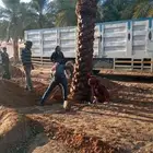 زراعه النخيل عربي واشنطني ابو مروحه ملكي