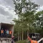 يوجد لديناء شجر الترمناليا وأشجار الزيتون وشجر الظل والأشجار