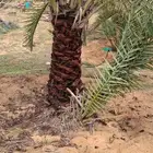 جثايث للبيع طيبه وبسعر مناسب