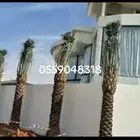 لجميع انواع النخيل وشنطني وعربي