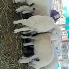 حريات ونعيمي اعمار من 3لين 5ونص يوجد خدمه الذبح والتوصيل