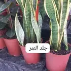 مزارع ومنسق حدائق