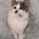 قطة للتبني