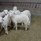 خرفان كله قاطع وصف
