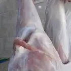 عنقان رخال خرفان 750ريال