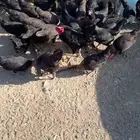 بيض بلدي وصيصان للبيع