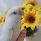 للبيع ببغاء روز ابيض صافي البيانو عيون حمراء افخم نوع اليف