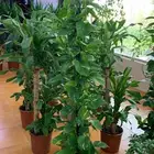 تركيب شبكات الري خدمات الزراعه والنخيل