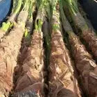 توريد انخيل