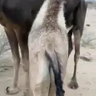 حشوان البيع عمره 5شهور