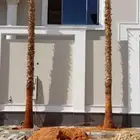 زراعه نخل واشنطن ونخيل عربي