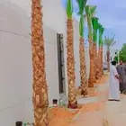يوجد لدينا نخل طيب ومقاسات مناسبة ونوايع فاخره كلها مثمره