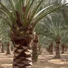 تكريب وكتف نخيل و تشليع ضبان ونخيل فكل ما يخص شغل النخيل