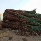 نخل نخيل لطلب