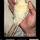 كنيور تركواز سينامون اليف ومدرب