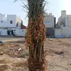 يوجد لدينا جميع انواع انخل وعلا جميع المقسات متوجدين في المد