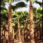 وشنطني