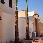 نخل وشنطني والعربي