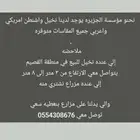 نخل عربي وشنطني زينه امريكي الرقم