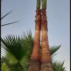 نخل واشنطني زينه امريكي