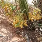 نخيل حفرالباطن