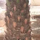 نخل صقعي مطوق هبري