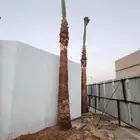 جميع انواع انخيل عربي واشنطني