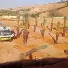 شبوك ونخيل