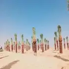 نخيل عربي وواشنطني
