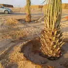 جميع انواع انخيل