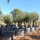 هلالي وصقعي