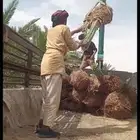 نخيل وشبوك المزارع