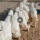 رخال قاطعه وصف مراح واحد مقنوي درجه اولى
