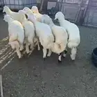 طليان للبيع