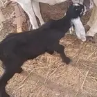 البيع دواغير تيوس عوارض ورخل حريه