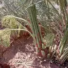 جميع انواع انخيل والاشجار