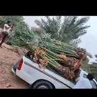نخيل للبيع