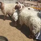 فحول نعيم