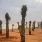 جميع انواع انخيل عربي واشنطني