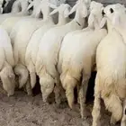 مرحبا بك في مراح العمار للذبائح   الرقم متاح لطلبات الذبائح