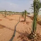 نخيل القصيم للتوريد