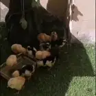 اللهم اكفني بحلالك عن حرامك واغنني بفضلك عمن سواك