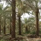 توريد جميع انواع انخل العربي انخل الوشنطني