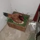 دجاجة باكستاني سندي جوده ممتازه