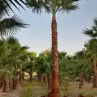 نخل وشنطني جميع المقاسات متوفره