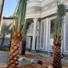 نخل مجدول سكري برحي خلاص صقعي واشنطني نقايل فسايل