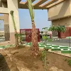 نخل واشنطن زينه البيع جميع ألمقست متوفرة